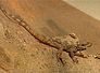 agama